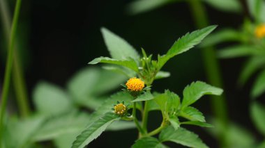 Yaban Çiçeği Tomurcukları ve Yeşil Yapraklar Doğal Işıkta