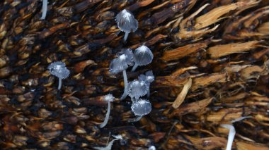Çürüyen Organik Madde 'de büyüyen hassas gri mantar kümesi