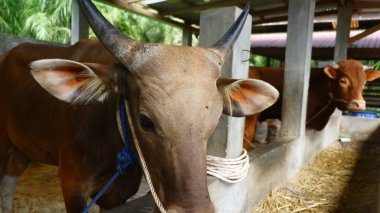 Geleneksel Sığır Çiftliğinde Kahverengi İnekler