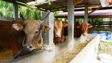 Geleneksel Sığır Çiftliğinde Kahverengi İnekler
