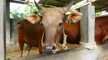Geleneksel Sığır Çiftliğinde Kahverengi İnekler