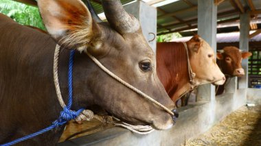 Geleneksel Sığır Çiftliğinde Kahverengi İnekler