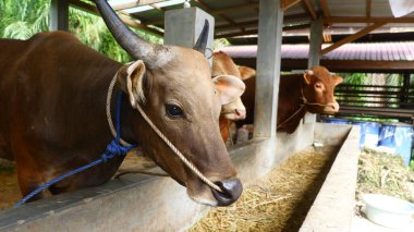 Geleneksel Sığır Çiftliğinde Kahverengi İnekler