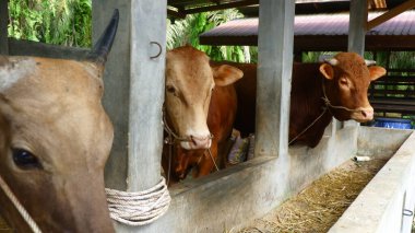 Geleneksel Sığır Çiftliğinde Kahverengi İnekler