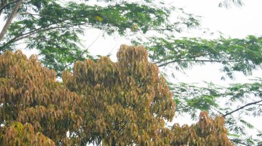 Genç Mango Ağacı Taze Kırmızımsı Yeşil Yaprakla Yapraklanıyor