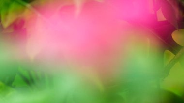 Pembe ve Yeşil Gradyanın Yumuşak Soyut Bulanık Arkaplanı