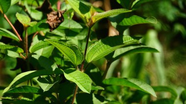 Kıllı Kökleri ve Yaprakları Olan Tropikal Yeşil Bitkinin Yakın Çekimi