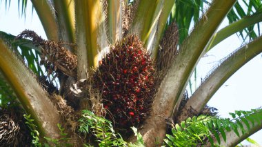 Olgun Meyveli Yağ Palmiye Ağacının Yakın Çekimi