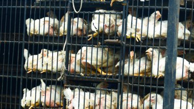 Ulaşım sırasında metal kafeslere tıkılmış aşırı kalabalık beyaz tavukların yakın çekim görüntüsü.