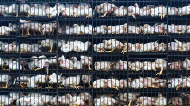 Ulaşım sırasında metal kafeslere tıkılmış aşırı kalabalık beyaz tavukların yakın çekim görüntüsü.