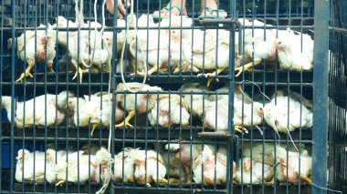 Ulaşım sırasında metal kafeslere tıkılmış aşırı kalabalık beyaz tavukların yakın çekim görüntüsü.