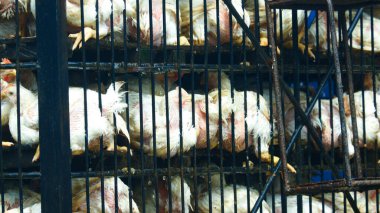 Ulaşım sırasında metal kafeslere tıkılmış aşırı kalabalık beyaz tavukların yakın çekim görüntüsü.