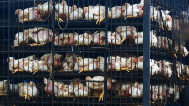 Ulaşım sırasında metal kafeslere tıkılmış aşırı kalabalık beyaz tavukların yakın çekim görüntüsü.