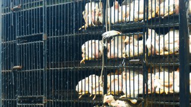 Ulaşım sırasında metal kafeslere tıkılmış aşırı kalabalık beyaz tavukların yakın çekim görüntüsü.