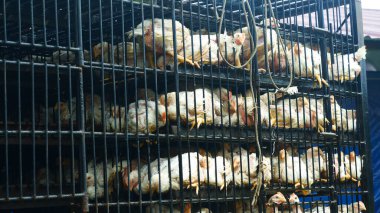 Ulaşım sırasında metal kafeslere tıkılmış aşırı kalabalık beyaz tavukların yakın çekim görüntüsü.