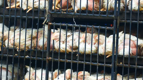 Ulaşım sırasında metal kafeslere tıkılmış aşırı kalabalık beyaz tavukların yakın çekim görüntüsü.