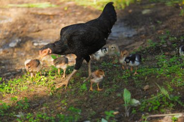 Yavrularıyla yürüyen ve güpegündüz yeşil çimenleri gagalayan bir anne tavuk.