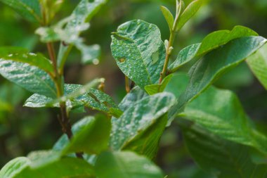 Yağmurdan sonra su damlacıklarıyla kaplı taze yeşil bir guava yaprağına yakın çekim. Detaylı doku ve doğal kusurları gösteriyor.