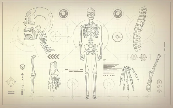 Concepto Tecnología Sanitaria Partes Del Esqueleto Ciencia Anatómica — Vector de stock