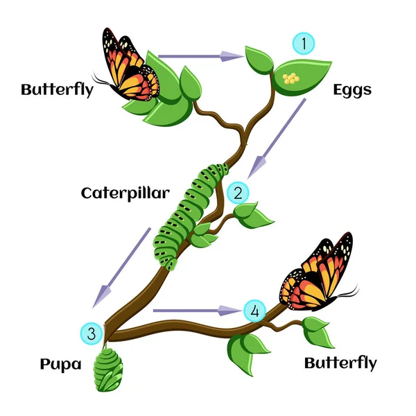 Cycle Vie Papillon Œufs Chenille Chrysalide Papillon Métamorphose Biologie Éducative — Image vectorielle