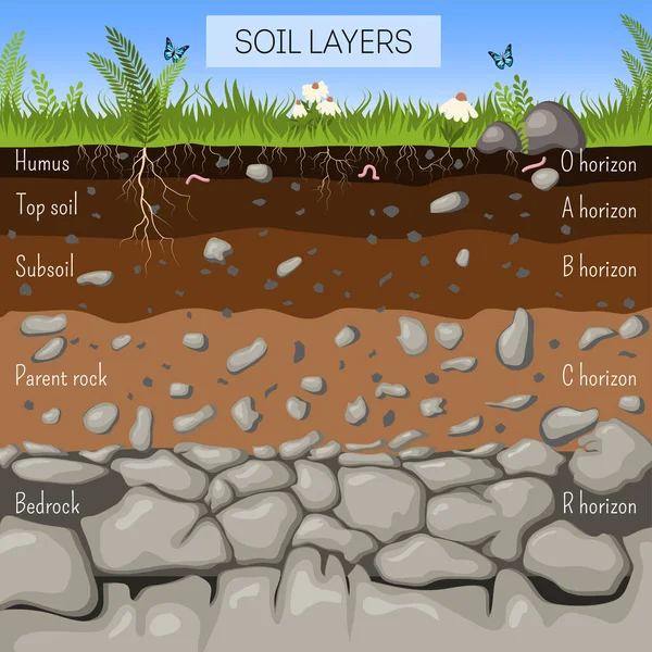 土层图与草 植物根 地下物种 地质学资讯学 儿童教育 卡通风格矢量插图 — 图库矢量图片