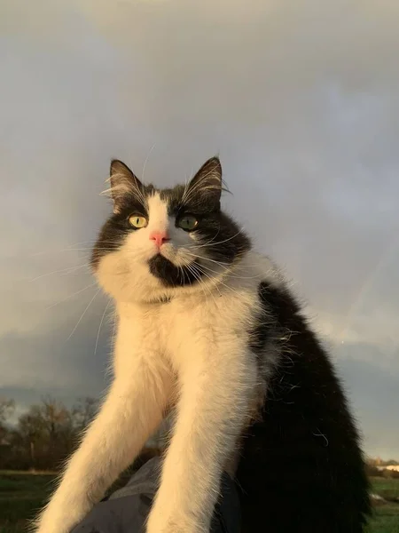 happy cat on the background of sky and rainbow