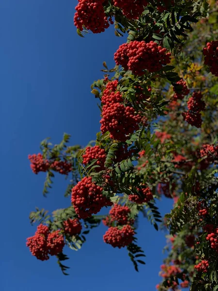 stock image beautiful botanical picture, natural wallpaper.  Rowan in Ukraine