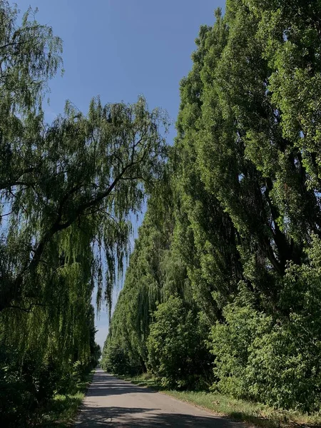 Stock image beautiful view of the park