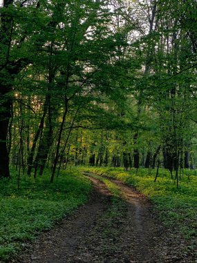 Yazın akşam güneşinde orman