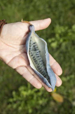 Close up of hand holding a showing the inner content of Decaisnea fargesii bean-like follicle. This plant is It is native to eastern Asia, from China west to Nepal and south to Myanmar. clipart