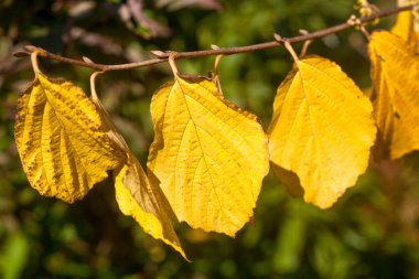Sarı renkli sonbahar yaprağını kapat.