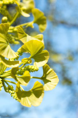 Genç Ginkgo Biloba güneşli bir günde yapraklar.