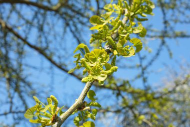 Genç Ginkgo Biloba güneşli bir günde yapraklar.