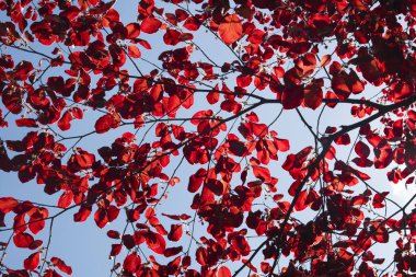 Mavi arkaplan ve kırmızı yapraklı ağaç ayrıntıları