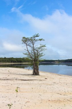 Bir ağaç ve amazon Nehri kurutulmuş şubelerinde Brezilya yerel bitki örtüsü ile detay