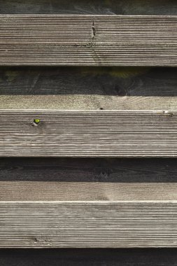 Güneşli bir günde sert kahverengi bir ormanın dokusu