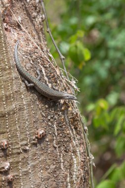 Endemic reptile (Mabuya Maculata) from Fernando de Noronha island, Brazil, standing on a stone clipart