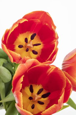 Taze ve renkli lale gurup çiçekler içinde gösterilen beyaz izole arka plan ile yakından; ercik ve pistil