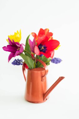 Renkli lale ve muscari grup izole arka plan ile sulama olabilir yerleştirilir