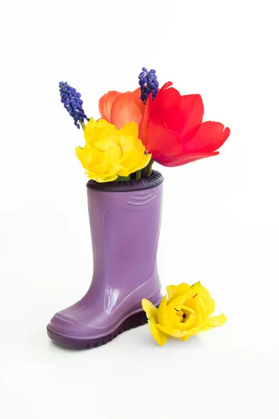 stock image Bunch of colorful tulips and muscari placed in a waterproof boot with white isolated background 