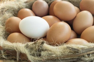 Kahverengi yumurta grubu beyaz renkli bir tane bekliyor. Bireysel ve kütle arasındaki benzersizliği gösteriyor..