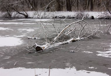 a fallen tree in the middle of an ice-covered river with banks covered with snow and forest, as well as trees and branches in the snow in the winter afternoon in frost in Ukraine in Europe