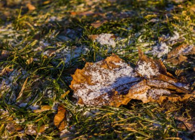 crystals of snow and ice freezing on a brown fallen leaf lying on the ground in green grass and fallen leaves, as well as snowflakes on it, taken from a close distance from near in winter in frost and cold