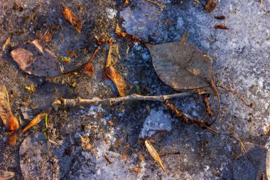 a branch with a leaf that has fallen to the ground covered with ice and snow, sand, leaves, seeds with a texture, taken from the top point during the day in frost from close