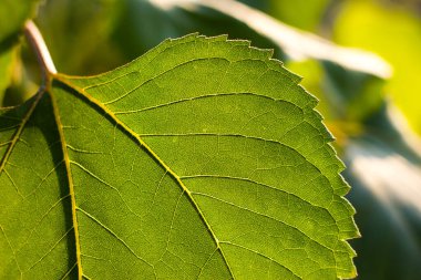 green juicy sunflower leaf close-up with veins, structure and texture through which sunlight shines through during the day in summer