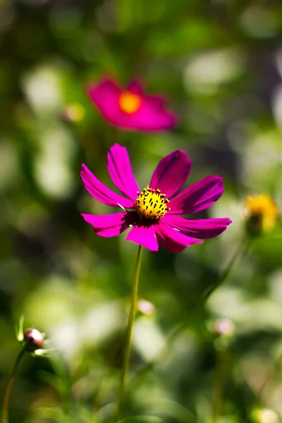 yellow purplish red cosmos flower on a green blurred background with bokeh of grass and stems and other flowers from close up in bright sunny weather