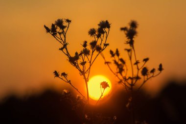 a black silhouette of a plant with flowers, leaves and stems during sunset against a red-orange sky and a low yellow sun in the center above the horizon