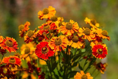 colorful red-yellow flowers of helenium autumnale taken close up with a blurred background with bokeh in sunny weather during the day