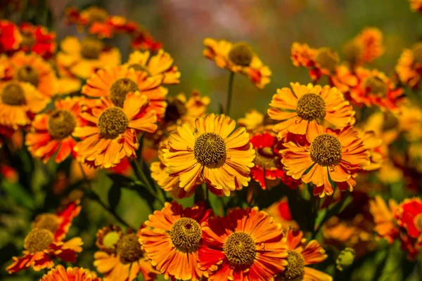colorful yellow-red flowers of helenium autumnale taken close up with a blurred background with bokeh in sunny weather during the day