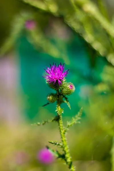colorful bright magenta Carduus flower on a green stem with leaves taken close up with a blurred green background with bokeh during the day in sunny weather